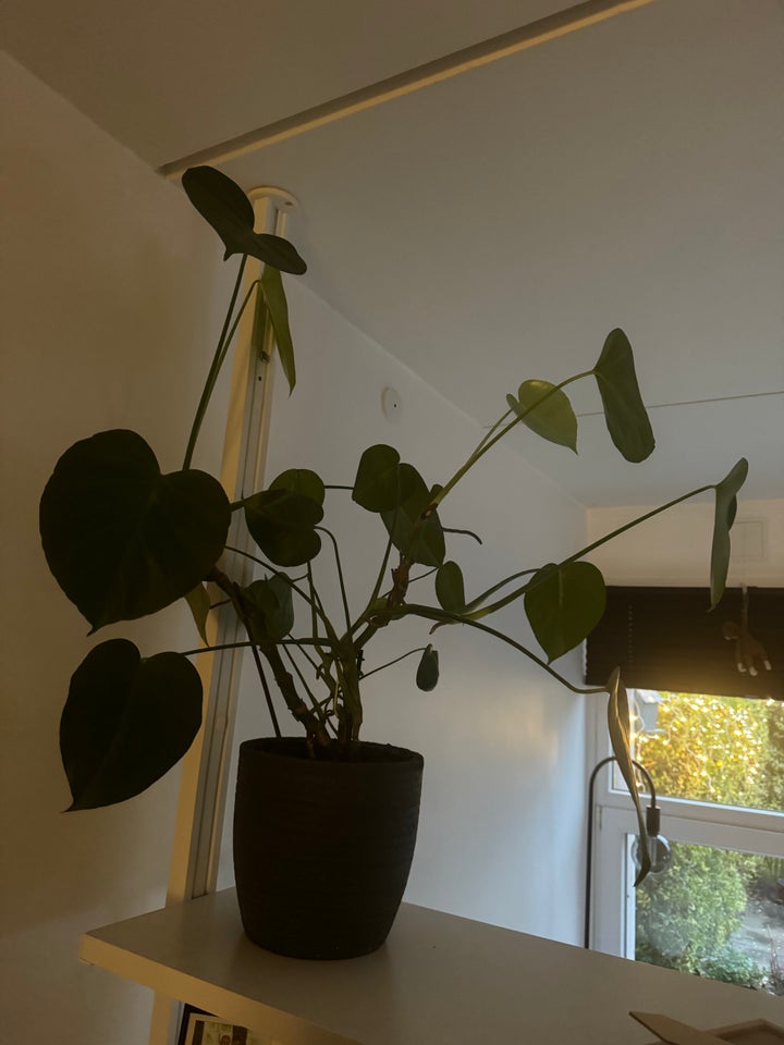 Monstera deliciosa Stue plante,