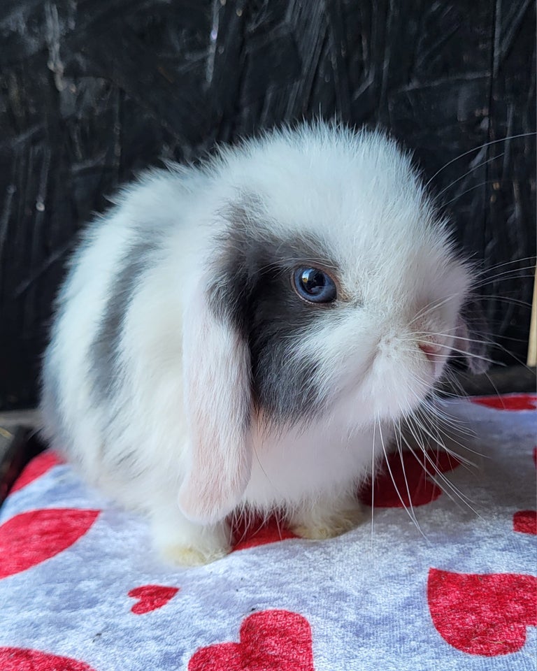 Kanin Mini Lop 0 år