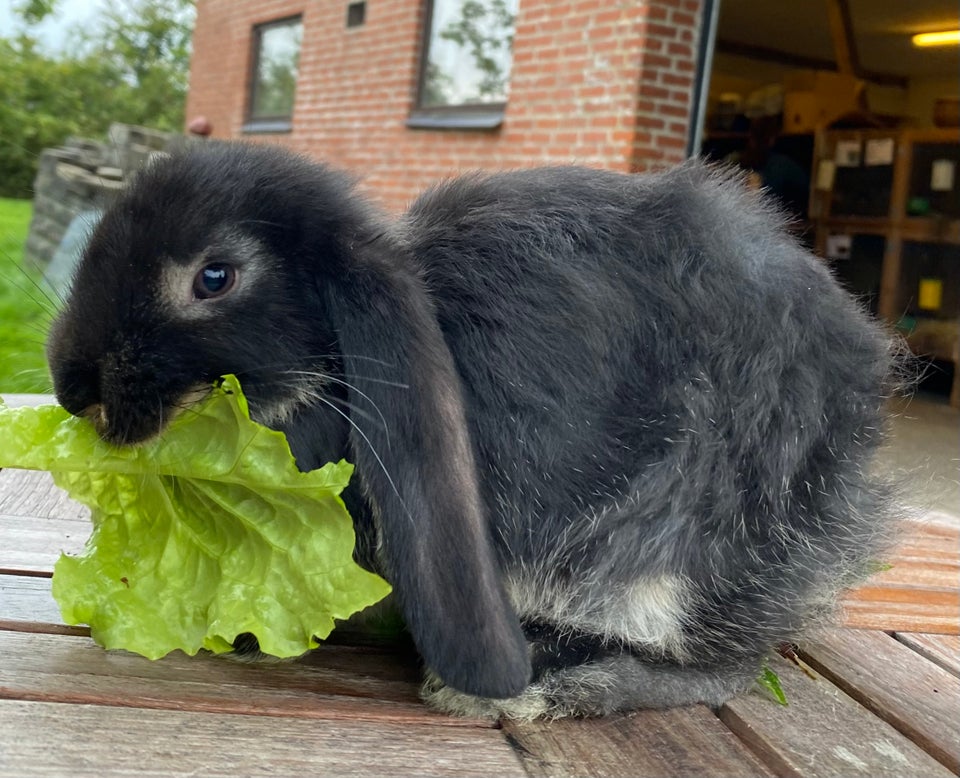 Kanin, FRANSK VÆDDER HUN SORT