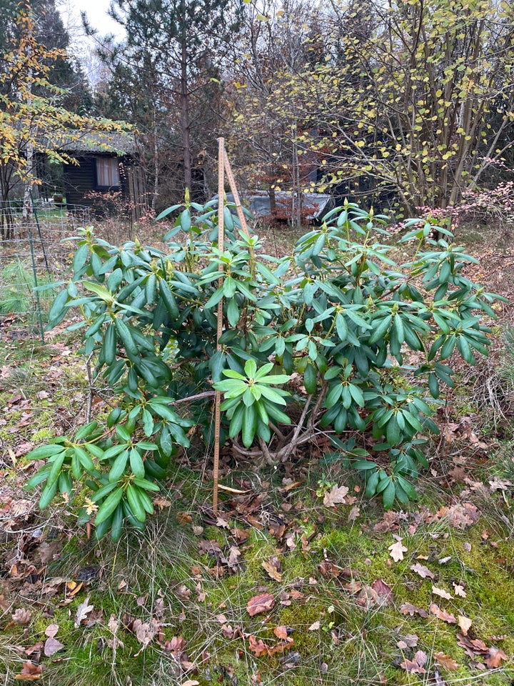 Rododendron, Rododendron