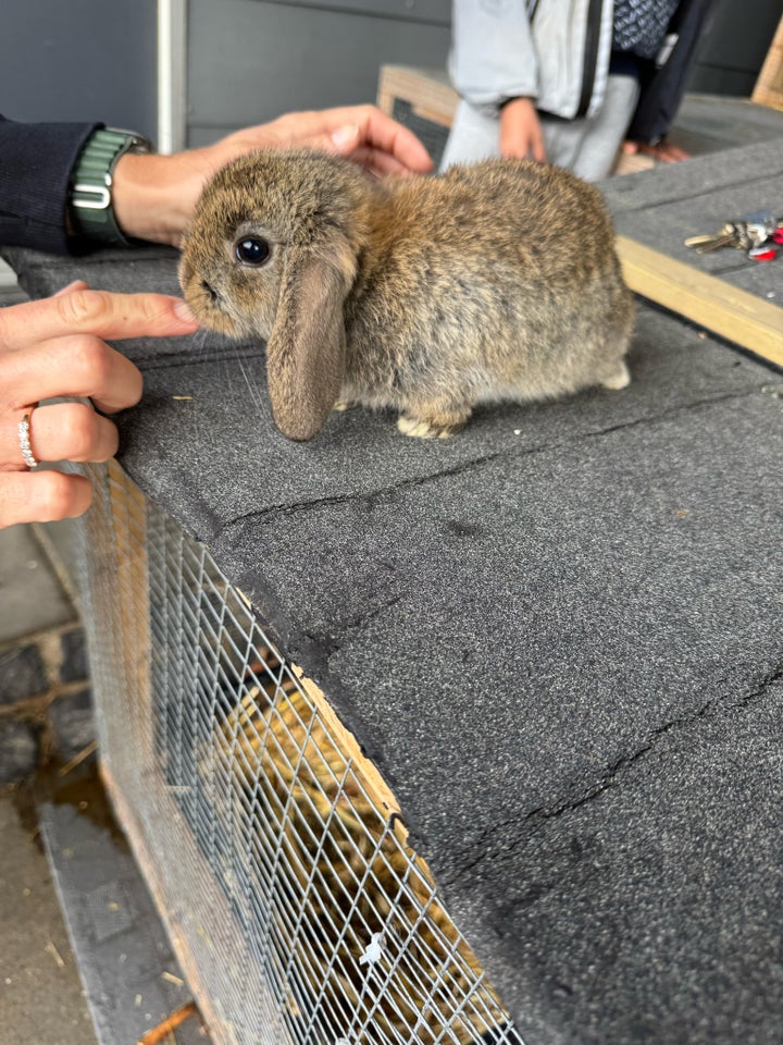 Kanin, Dværgvædder , 0 år