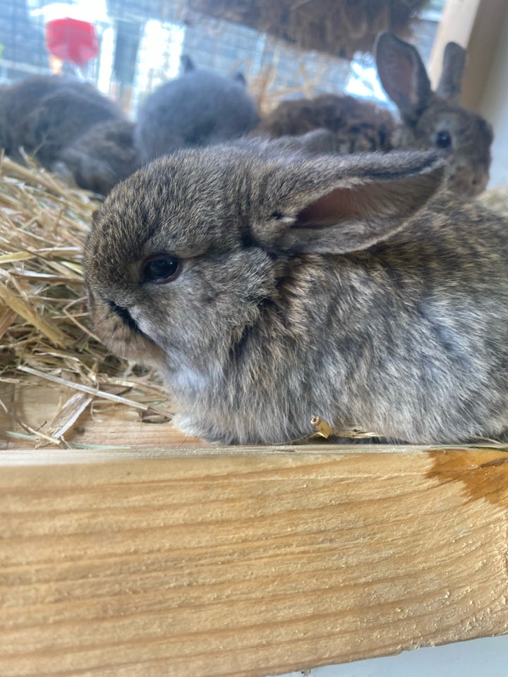 Kanin, Dværgvædder , 0 år