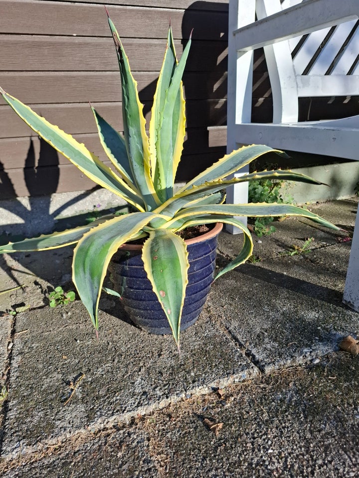 Agave kaktus