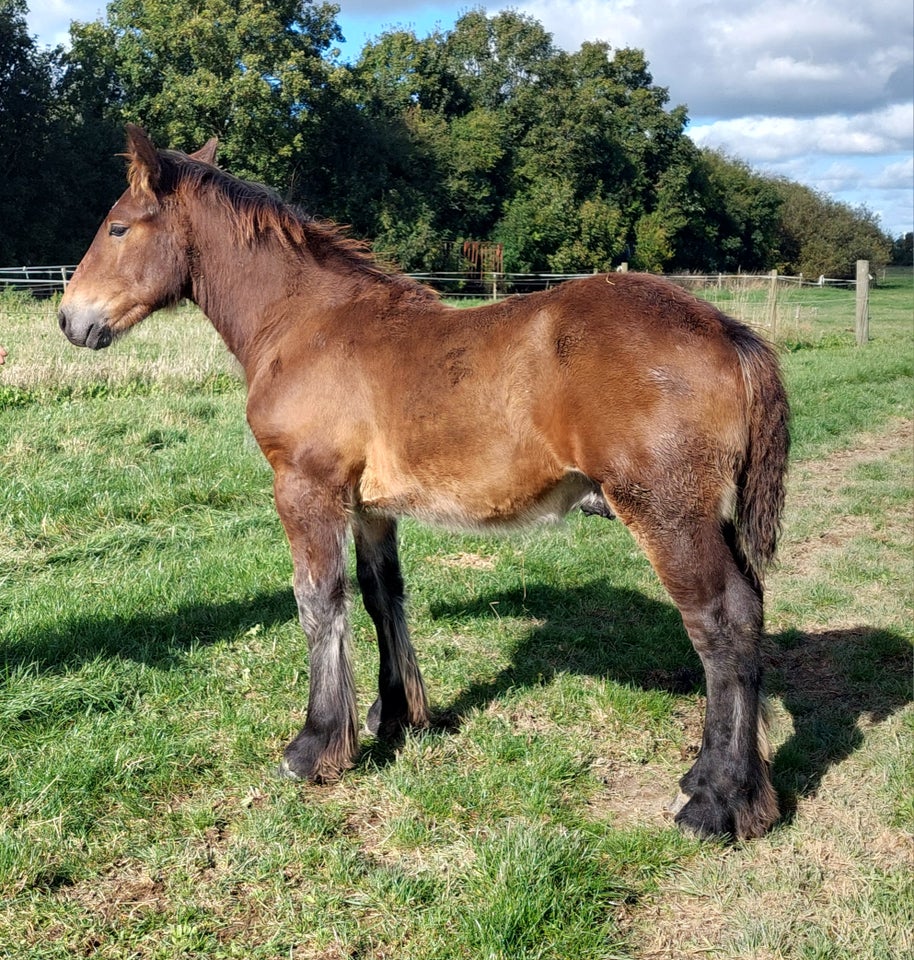 Belgier - koldblod, hingst, 0 år