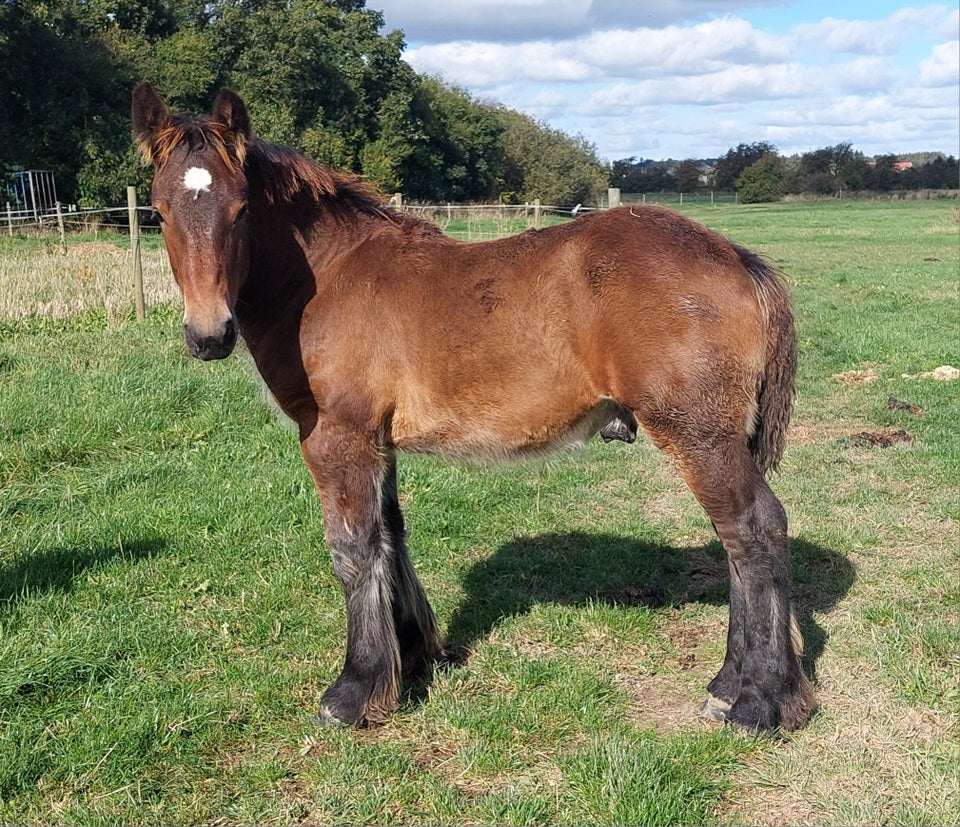 Belgier - koldblod, hingst, 0 år