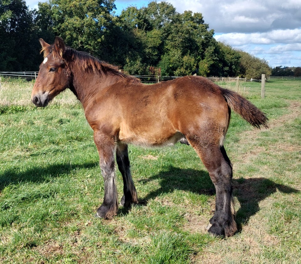 Belgier - koldblod, hingst, 0 år