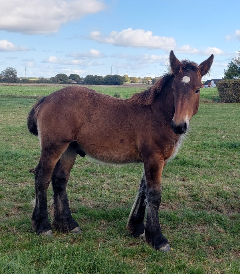 Belgier - koldblod, hingst, 0 år