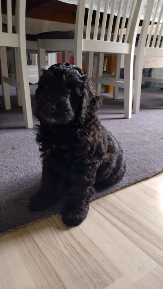 2 cockapoo/ cavapoo hvalpe