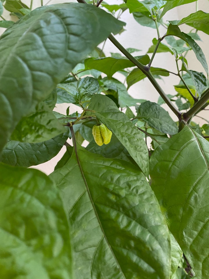 Chili Carolina Reaper