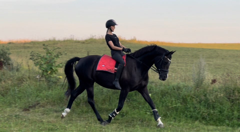 Anden race, hoppe, 1 år