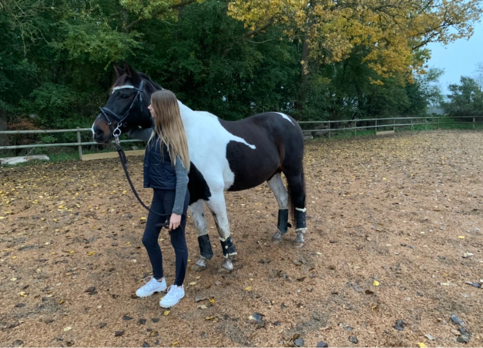 Anden race, hoppe, 1 år