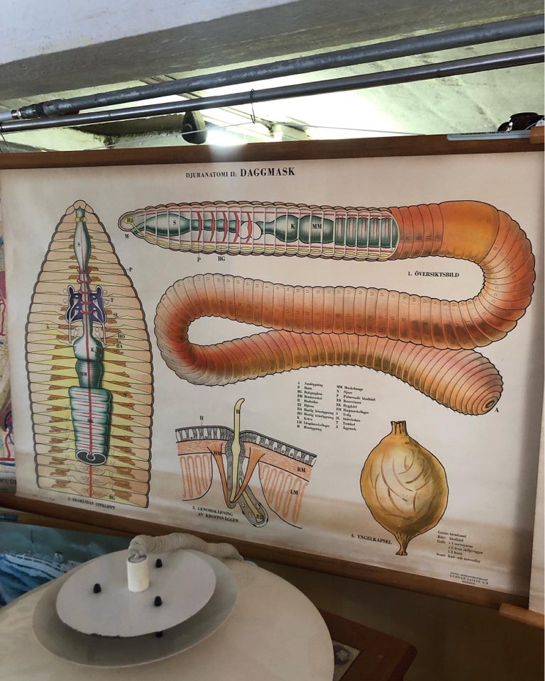 Anatomiske plancher