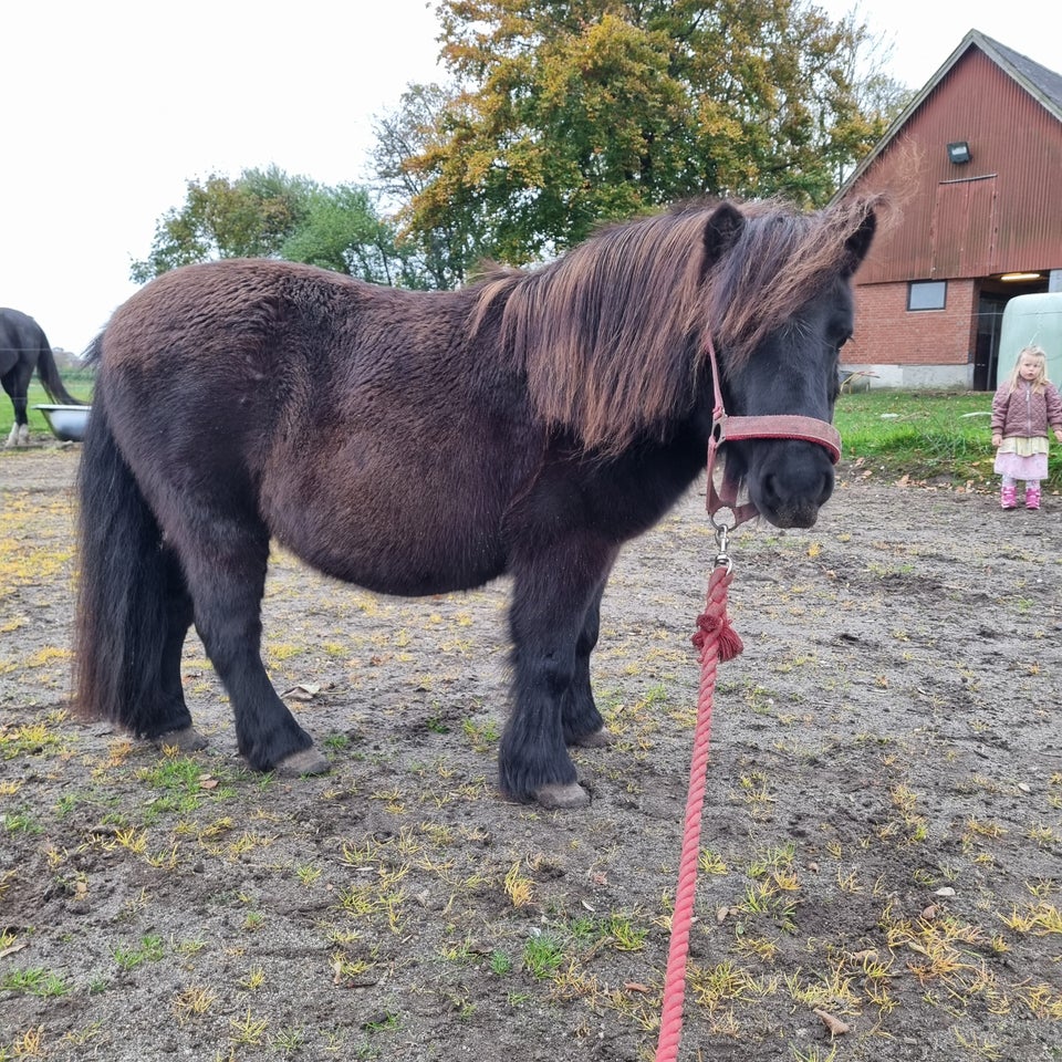 Shetlandspony, hoppe, 12 år