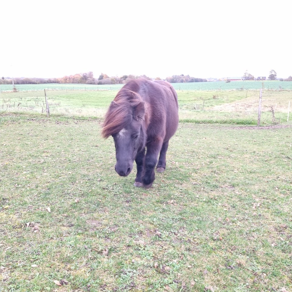 Shetlandspony, hoppe, 12 år