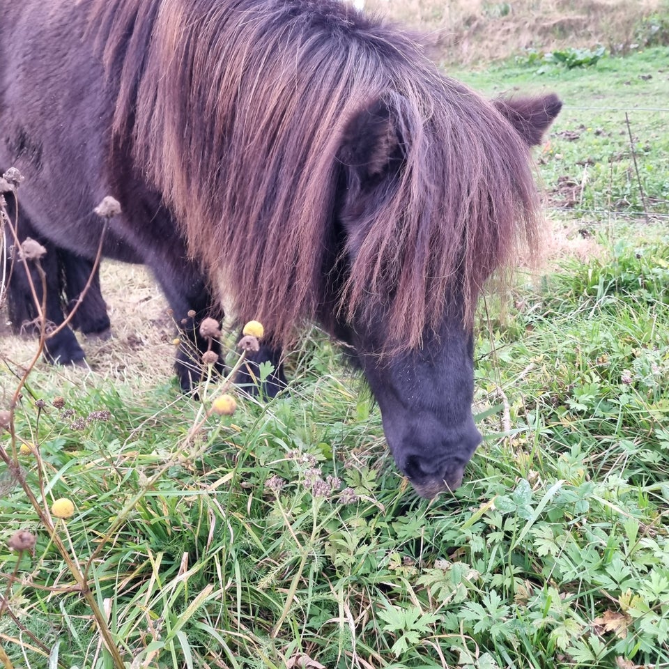 Shetlandspony, hoppe, 12 år