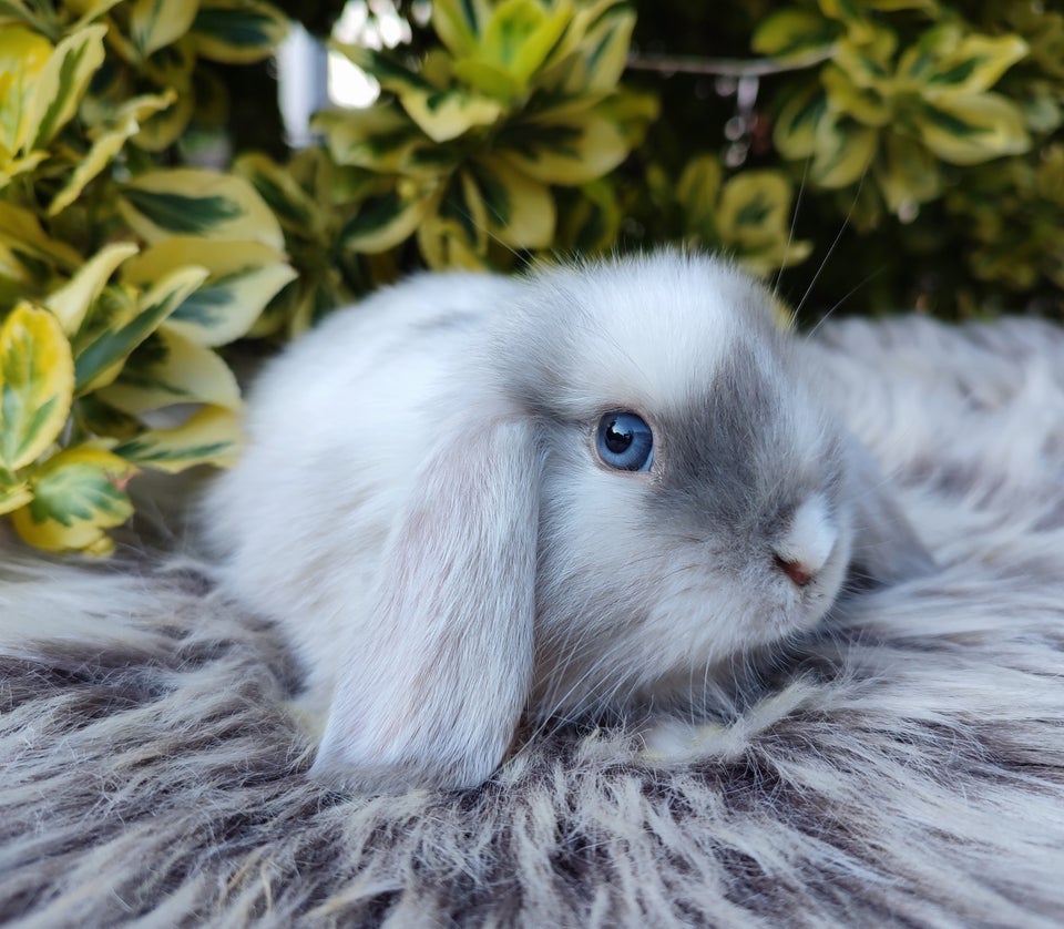 Kanin Minilop mini lop 0 år