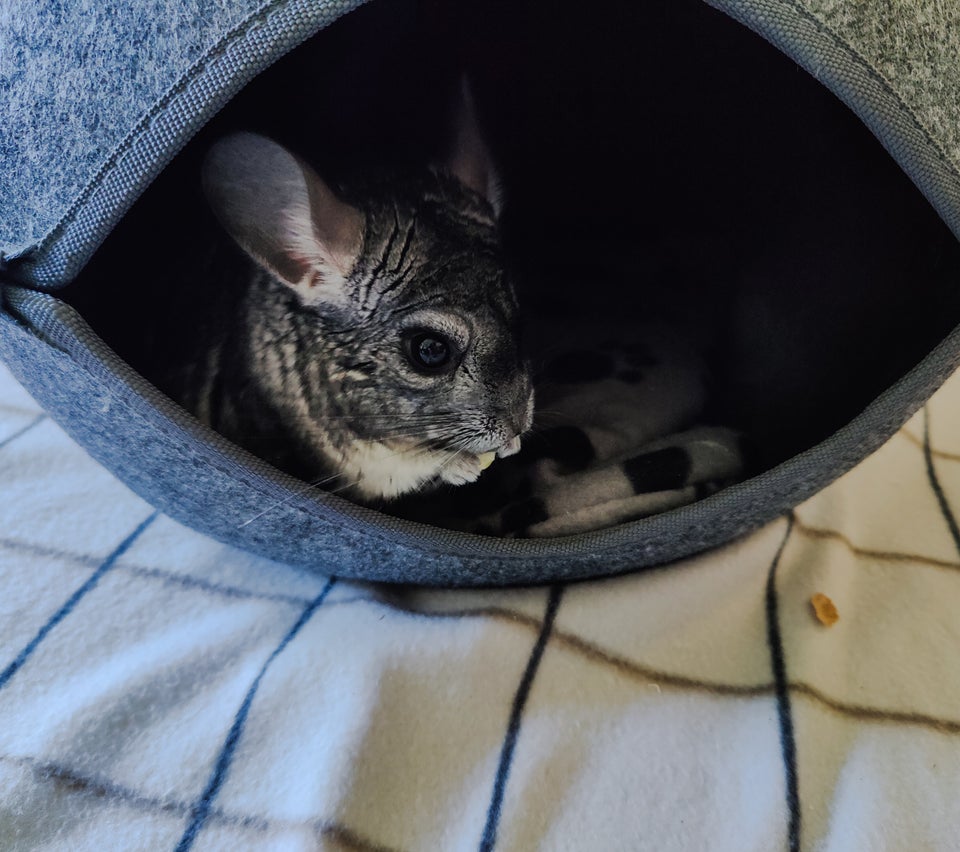 Chinchilla long-tailed 5 år