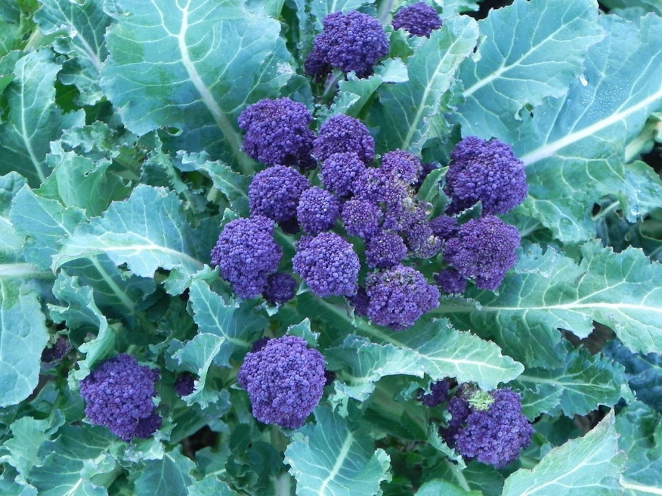 Broccoli - SUMMER PURPLE SPROUTING