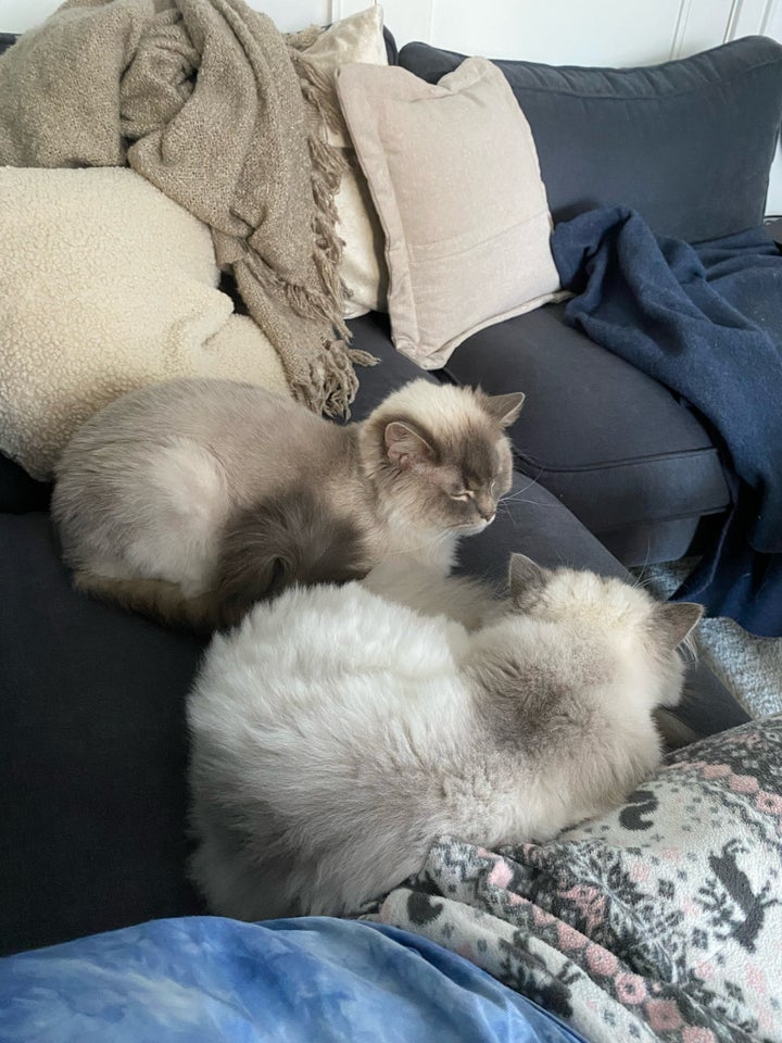 Hankat Ragdoll  2 år