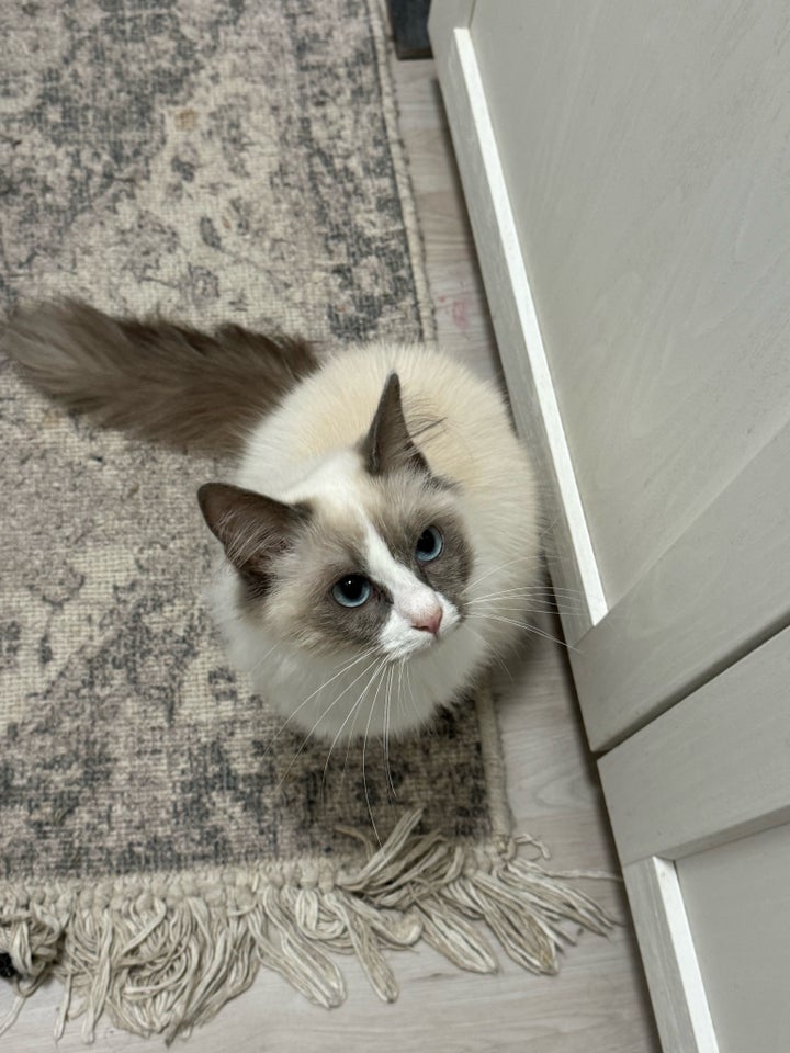 Ragdoll, hunkat, 12 mdr.