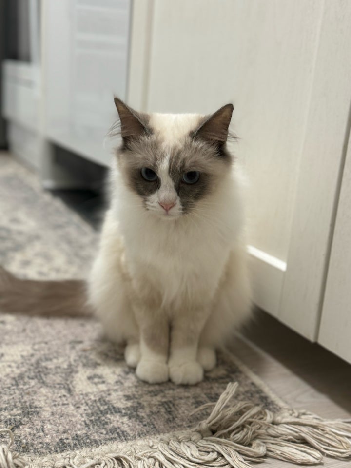 Ragdoll, hunkat, 12 mdr.