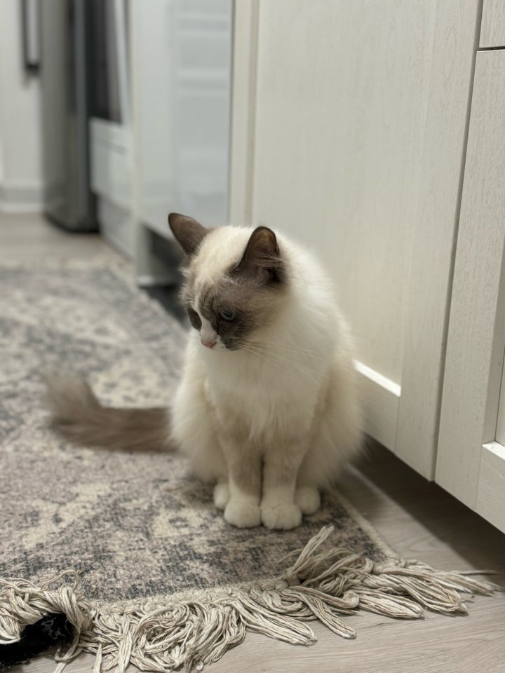 Ragdoll, hunkat, 12 mdr.