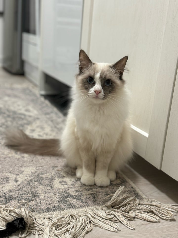 Ragdoll, hunkat, 12 mdr.