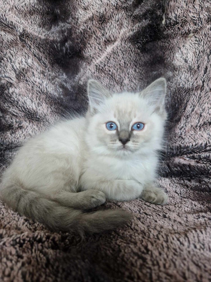 Ragdoll kittens