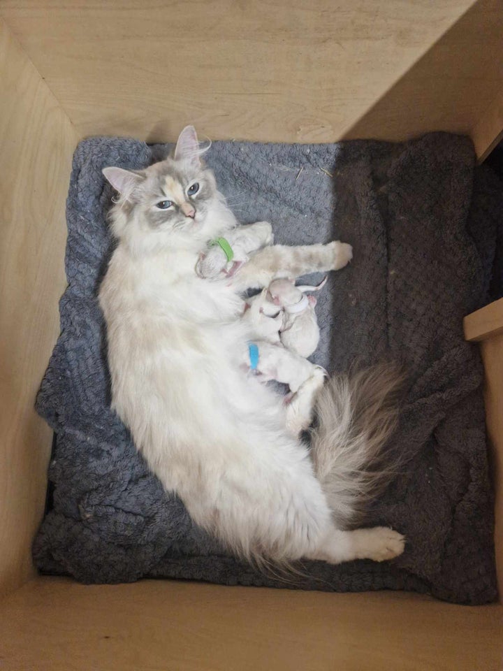 Ragdoll kittens