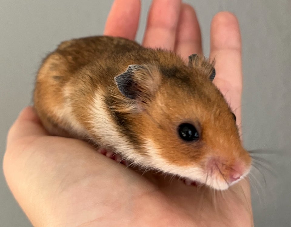 Hamster, Guldhamster, 0 år