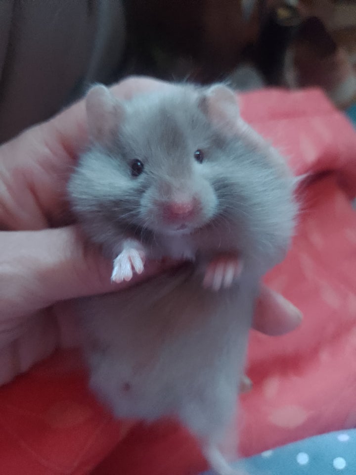 Hamster, Guldhamster, 0 år