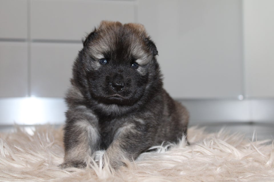 Hvalpepakke Eurasier