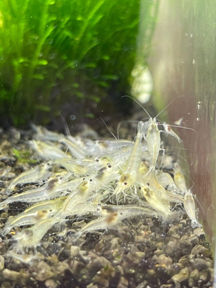 White Pearl Neocaridina