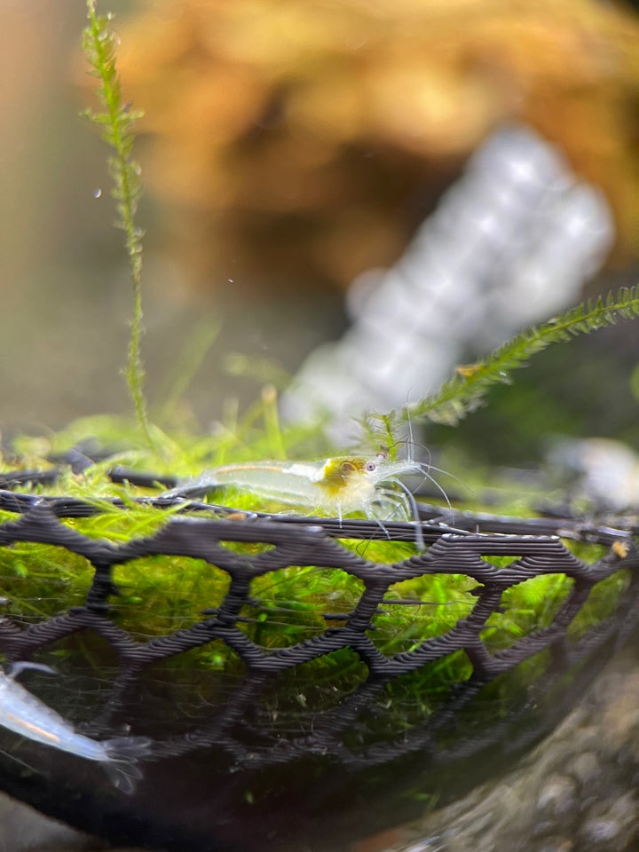 White Pearl Neocaridina