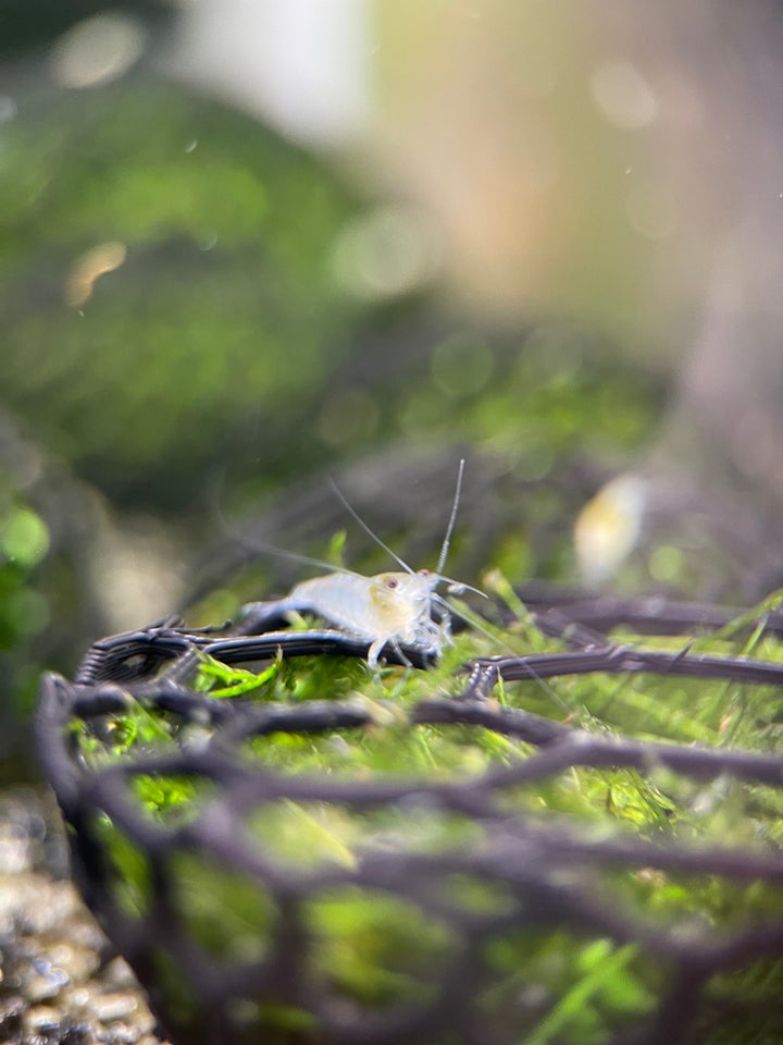 White Pearl Neocaridina