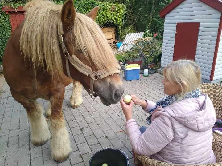 Jysk hoppe søger nyt hjem