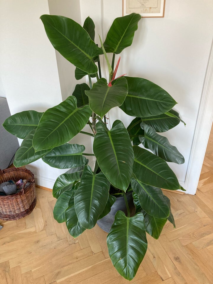 Plante Philodendron