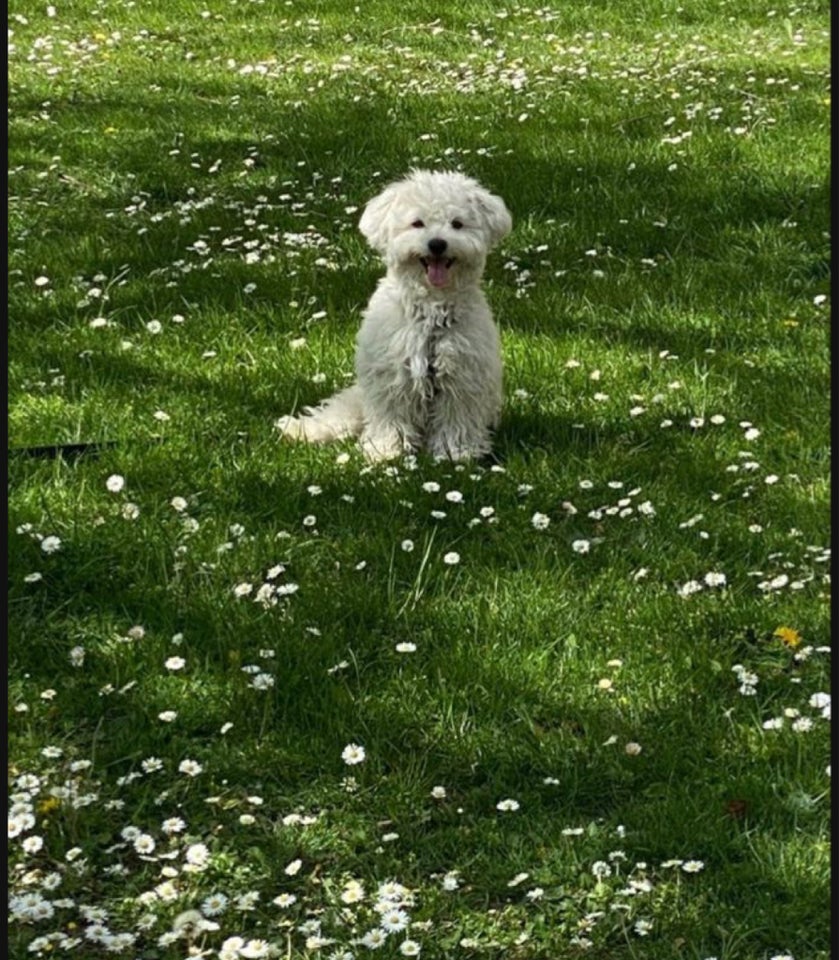 Malteser , hund, 2 år