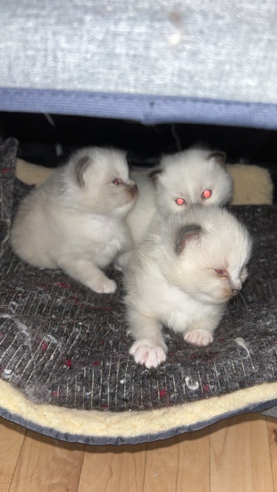 Hankat, Ragdoll, 6 uger