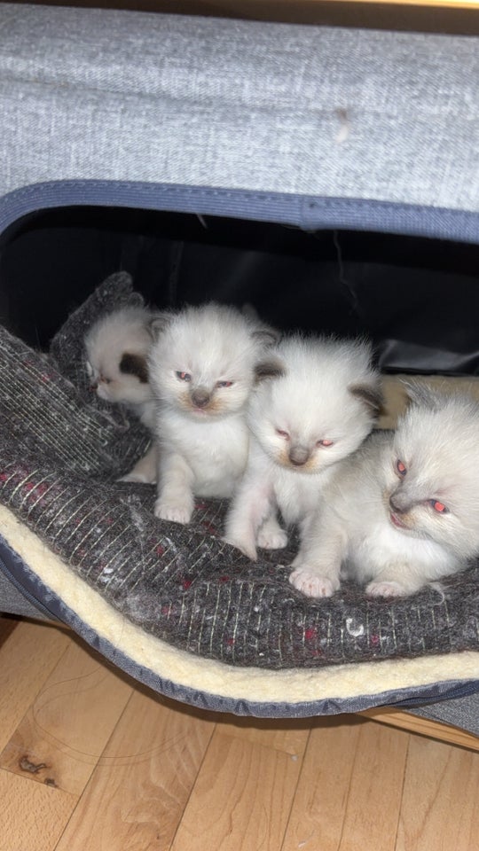 Hankat, Ragdoll, 6 uger