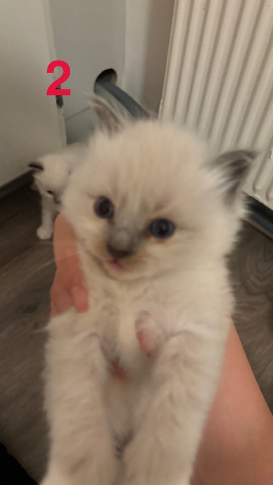 Hankat, Ragdoll, 6 uger