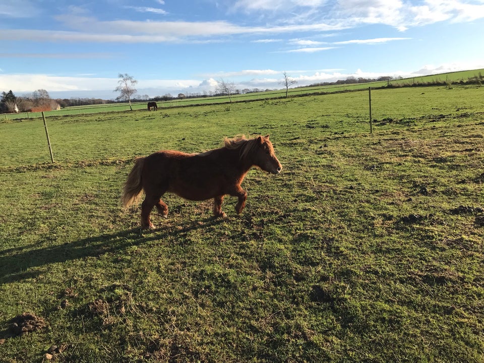 Shetlandspony, hoppe, 25 år