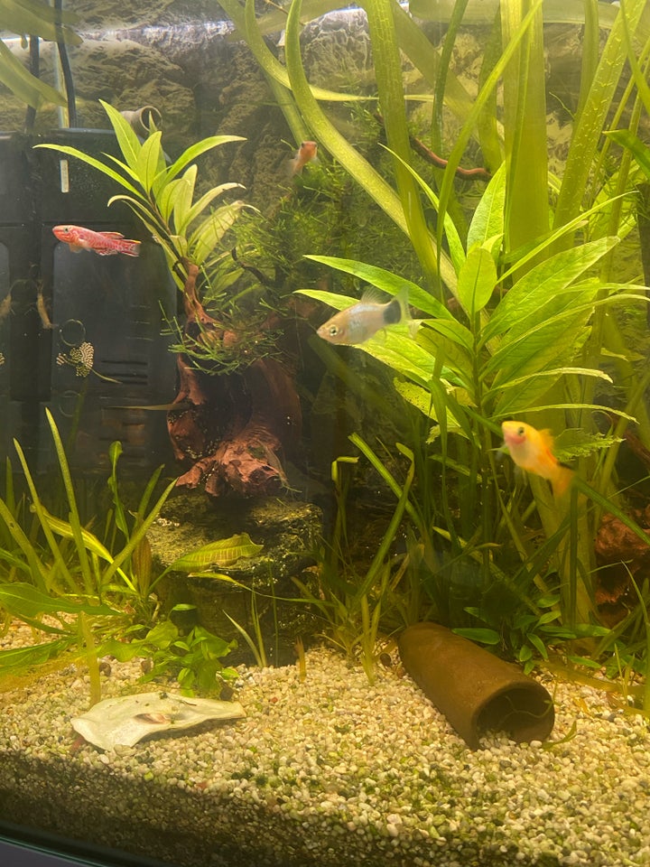 Akvarium, 85 liter