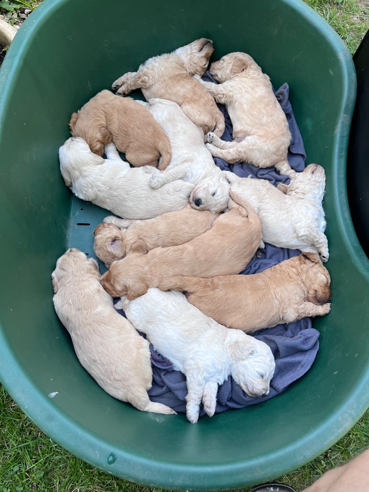 Goldendoodle hvalpe klar ti