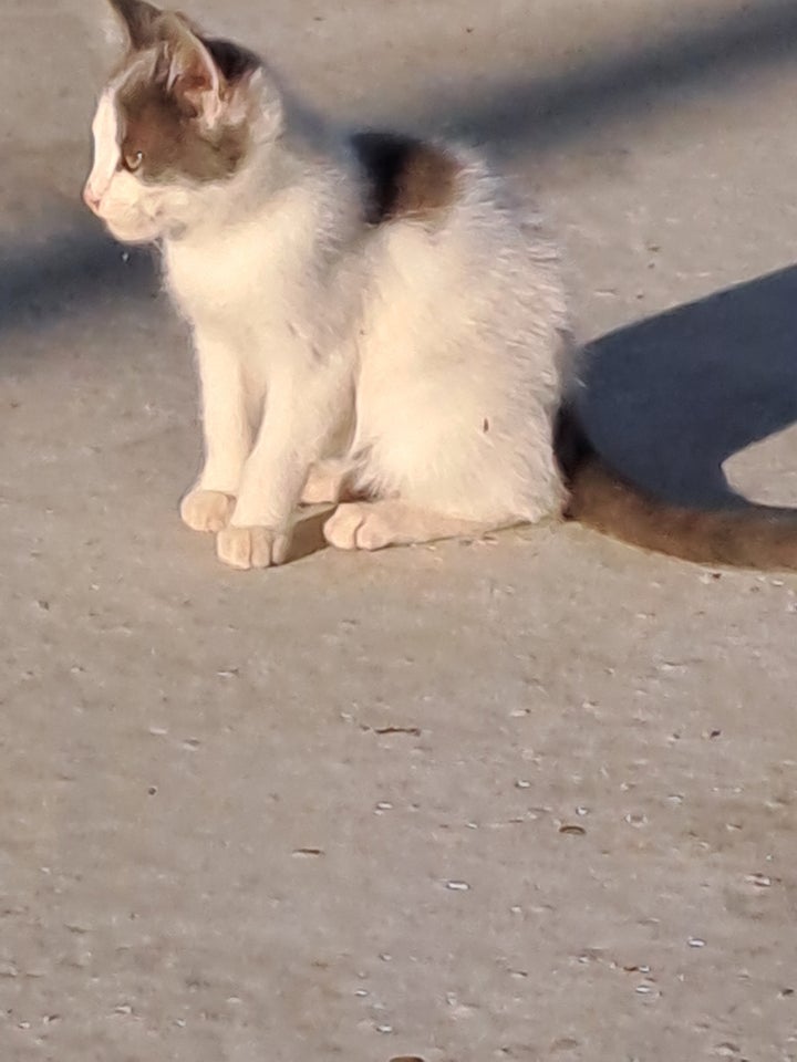 Flere killinger, Gårdkatte, 5 mdr.