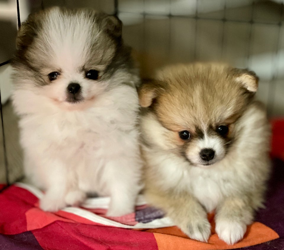 Pomeranian (Mini-Pomeranian),