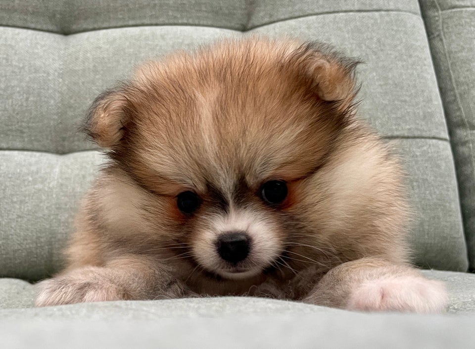 Pomeranian (Mini-Pomeranian),