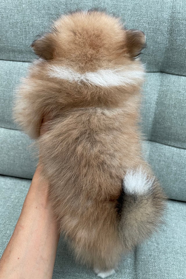 Pomeranian (Mini-Pomeranian),