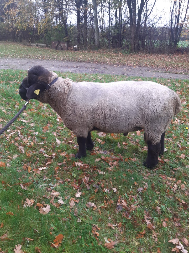 Vædder, 3 år Suffolk, 1 stk.