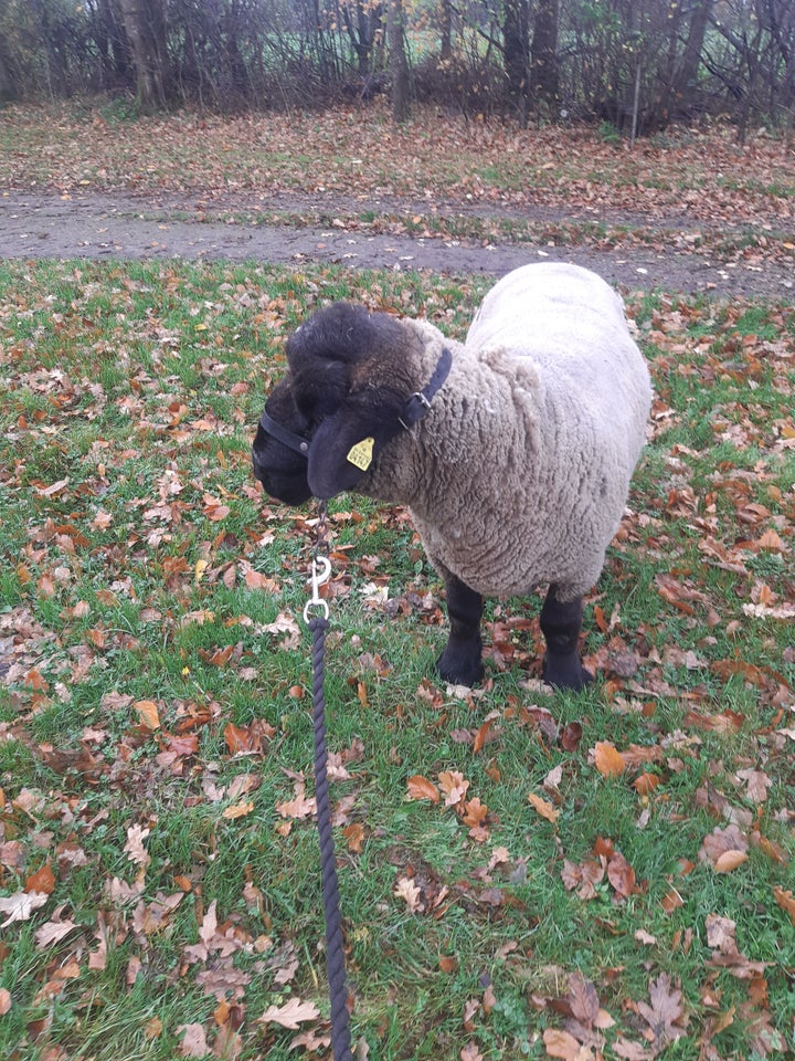 Vædder, 3 år Suffolk, 1 stk.